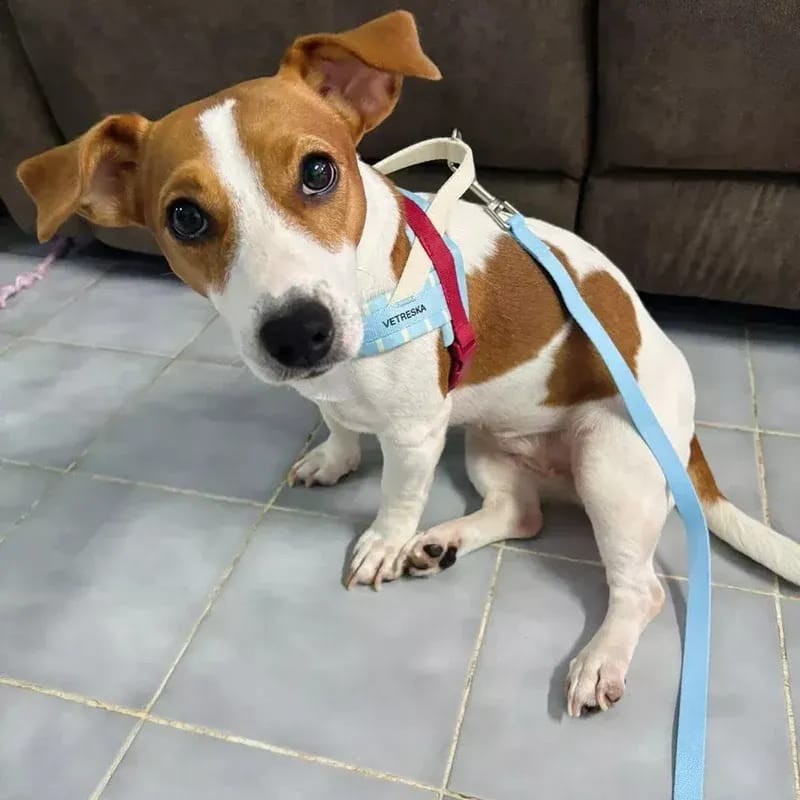 Customer photo review of Mist and Merlot Pet Harness & Leash Set