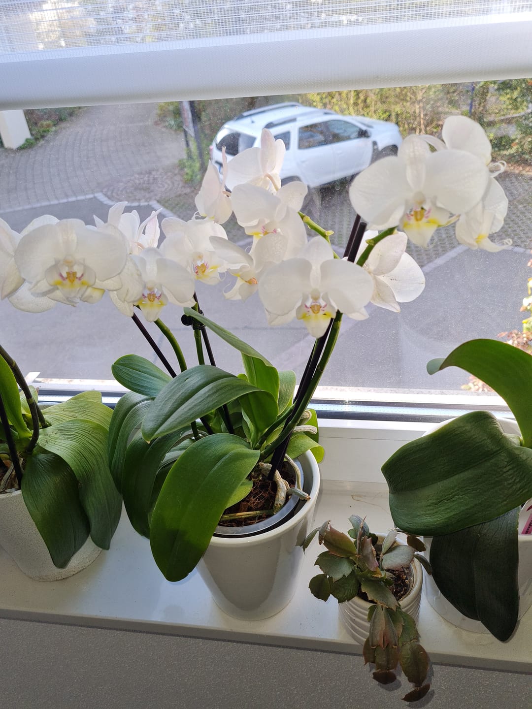 Customer photo review of Große Two of Us Weiß mit weißen Blüten und 5+ Rispen