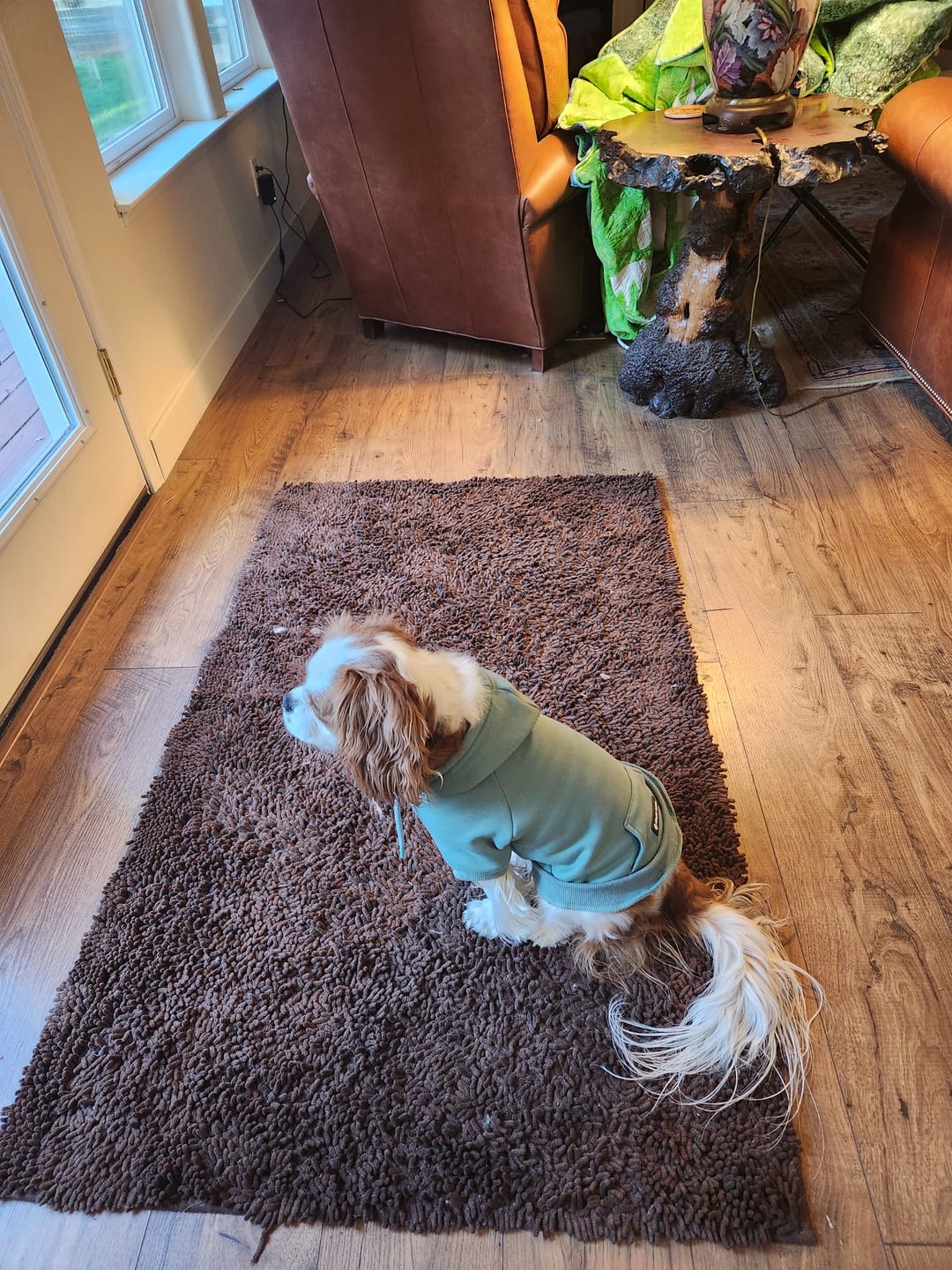 Customer photo review of Essential Dog Hoodie - Teal