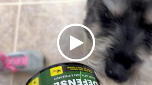 Customer video review of GCP Flea & Tick Natural Defense for Dogs - 100 Soft Chews