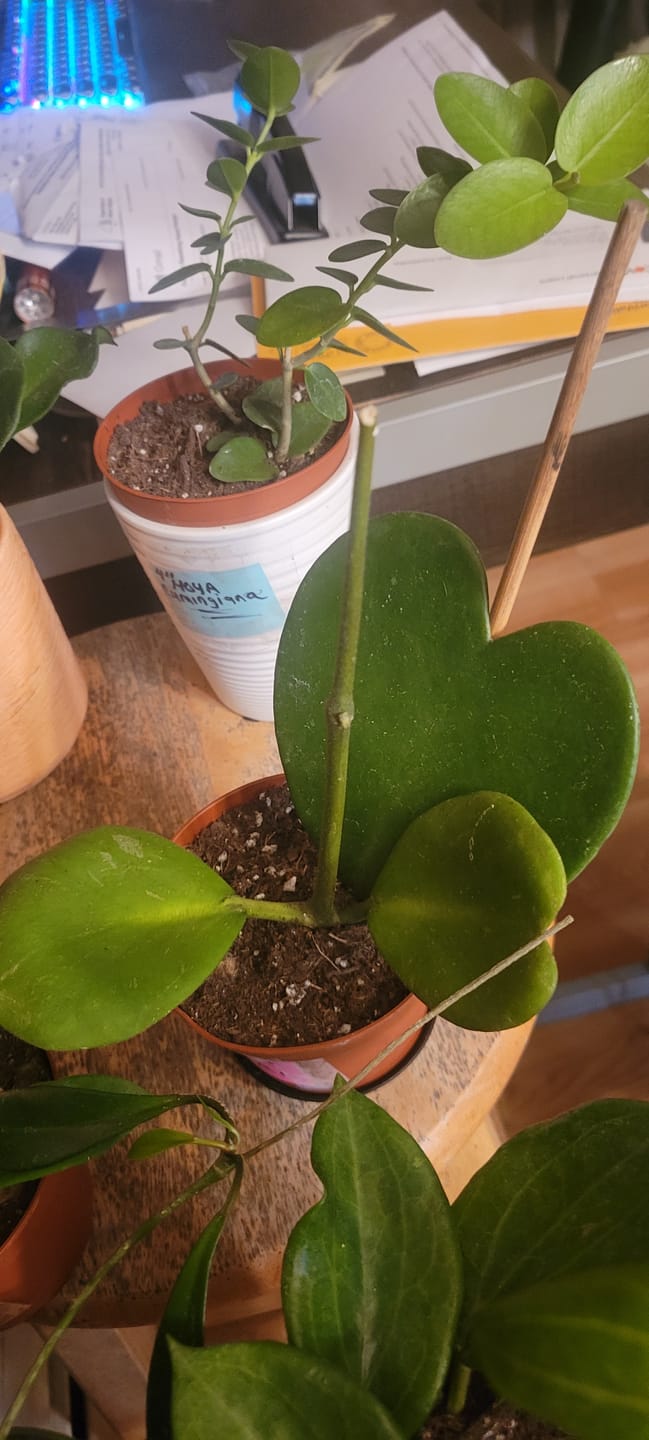Customer photo review of Hoya kerrii
