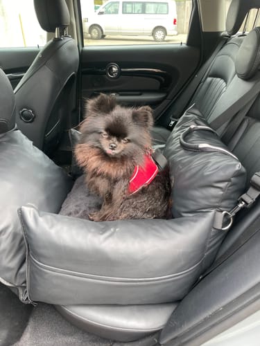Customer photo review of The Dog Dock V2 New & Improved with ISO Fix