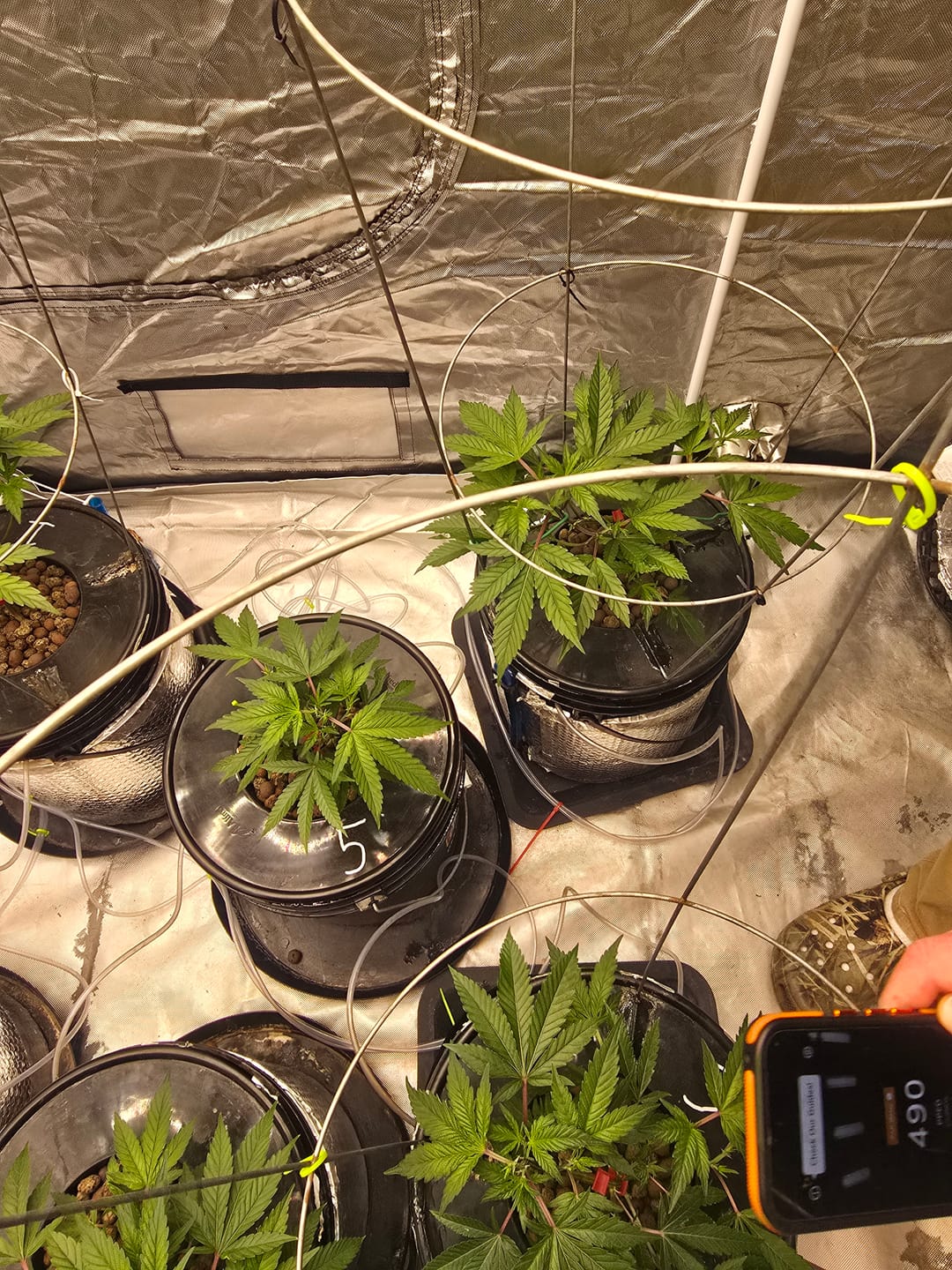 Customer photo review of Advanced Nutrients pH Perfect Grow