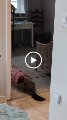 Customer video review of 5x Blisso Advanced Cat Probiotic (Buy 2 Get 3 Free)