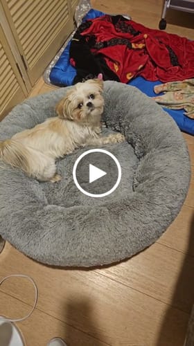 Customer video review of Cama Antiestrés para Perros