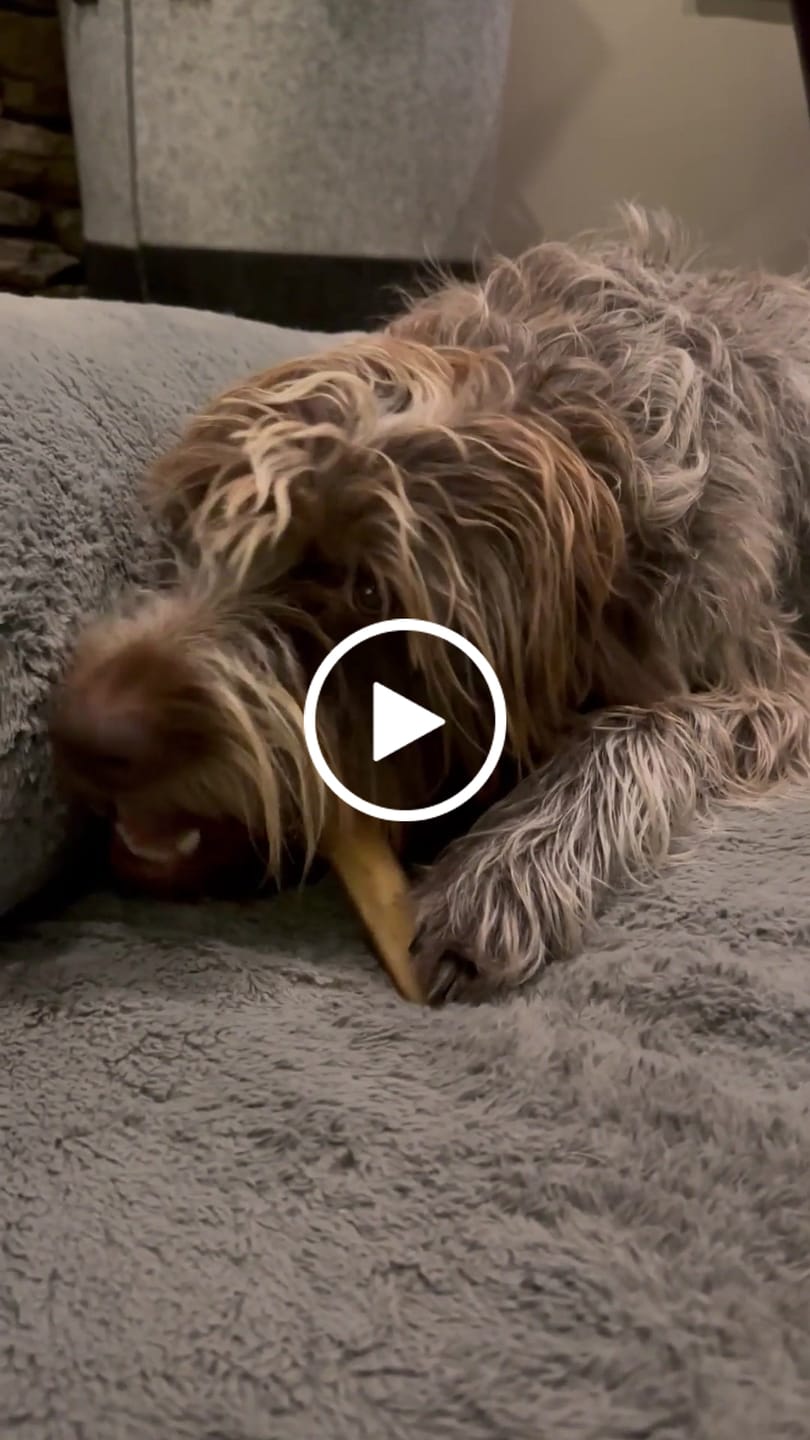 Customer video review of 6 Inch Jumbo Bully Stick