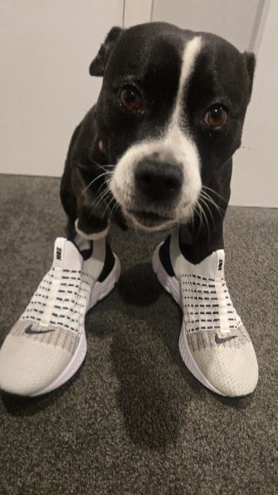 Customer photo review of Nike React Phantom Run Flyknit 2 Oreo