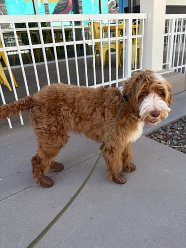 Customer photo review of Training Slip Lead