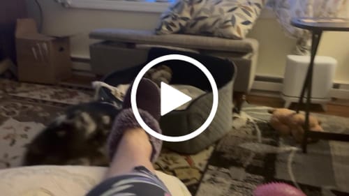 Customer video review of Smoked Beef Marrow Bone