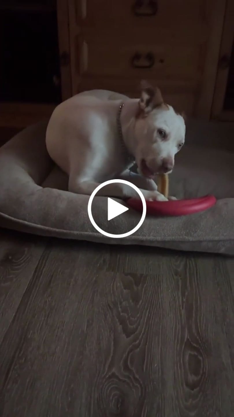 Customer video review of Himalayan Yak Cheese Chew Dog Treat