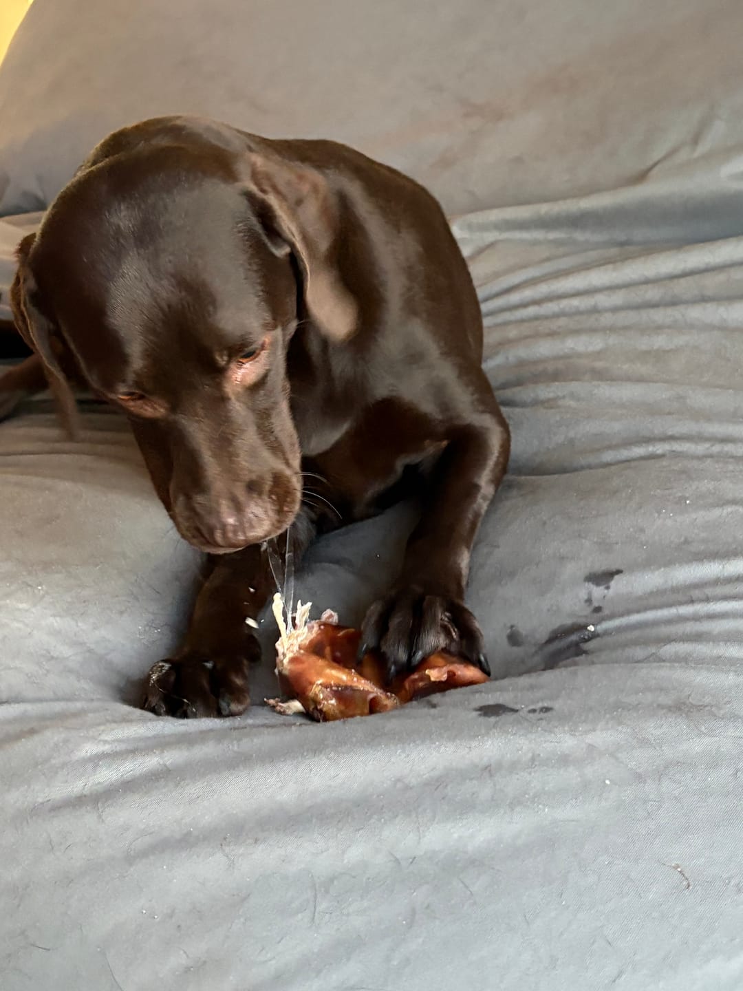 Customer photo review of Pig Ears