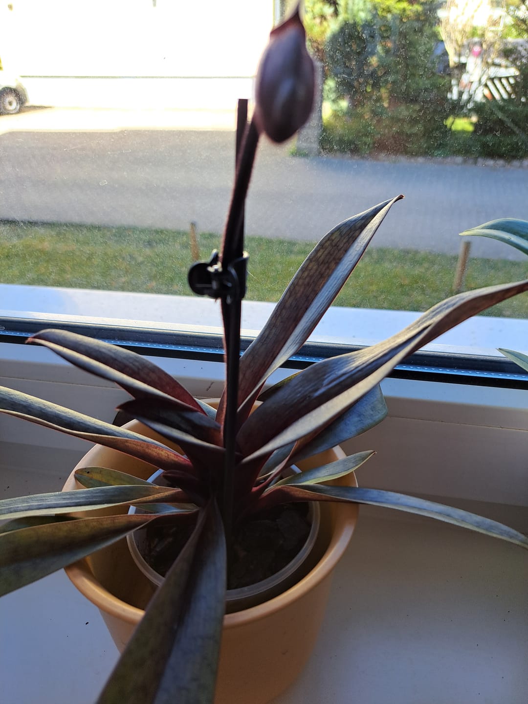 Customer photo review of Frauenschuh Paphiopedilum Black Jack mit 1 Rispe