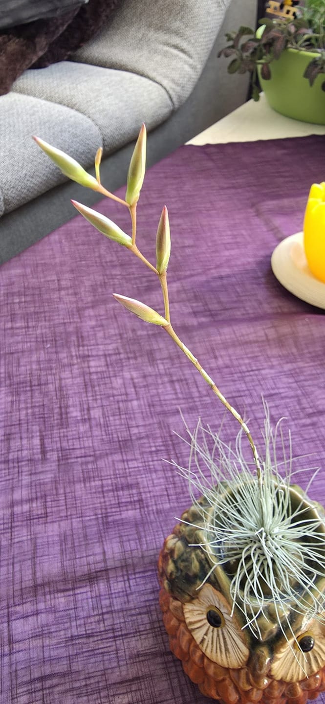Customer photo review of Tillandsia argentea
