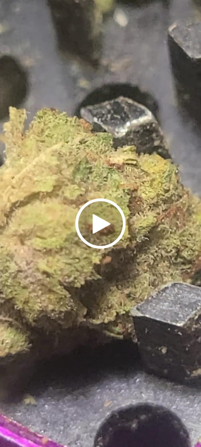 Customer video review of Greenhouse Flower