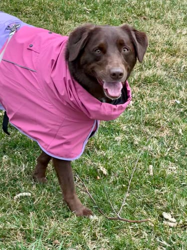 Customer's happy brown dog standing on grass while wearing the pink and purple Breatheshield™ Dog Raincoat.