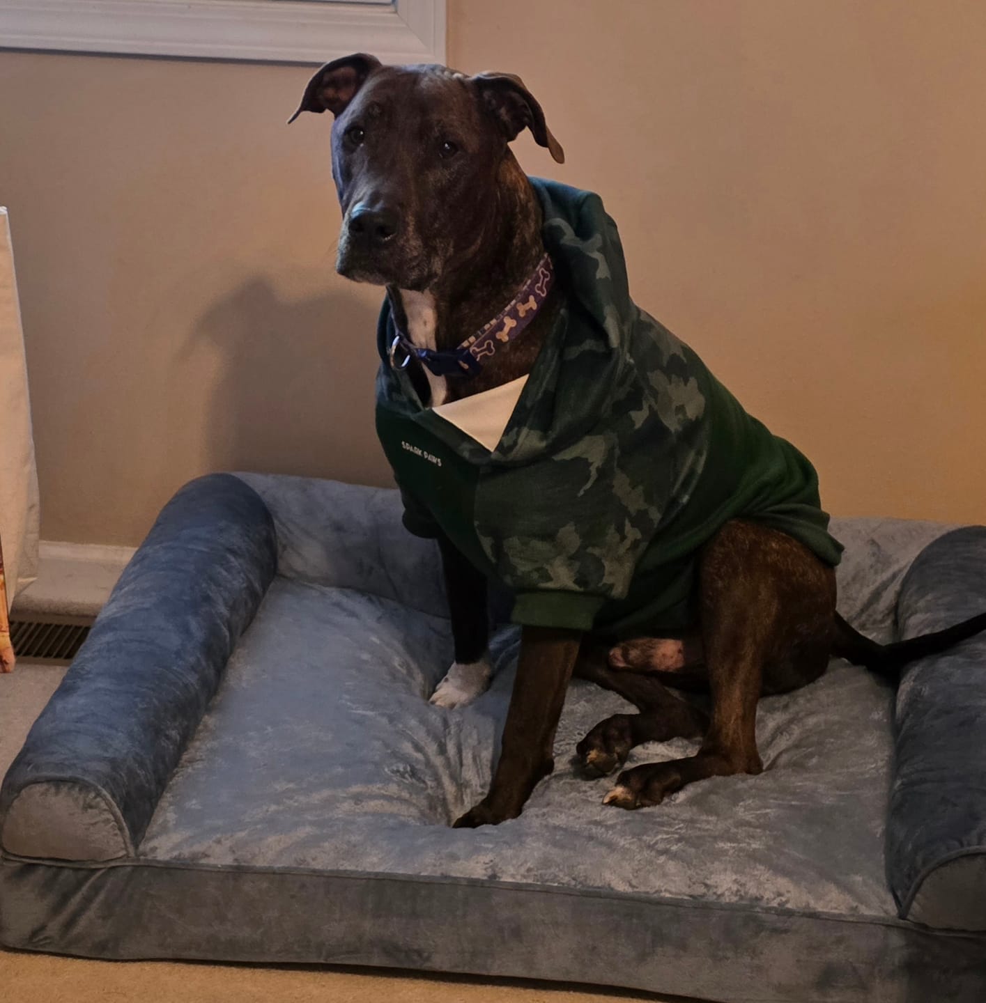 Customer photo review of Forest Camo Dog Hoodie