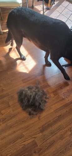 Perro junto al pelo retirado en el suelo