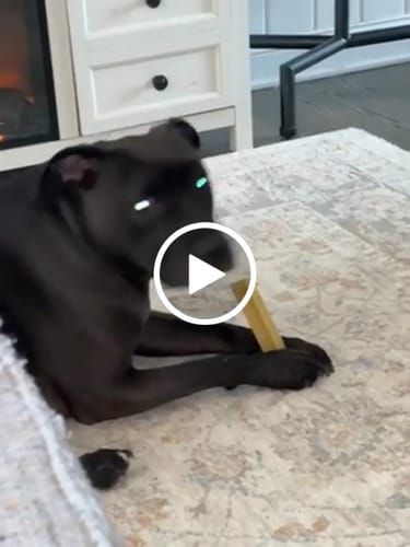 Customer video review of Long-Lasting Yak Chews — 6 Flavor Pack