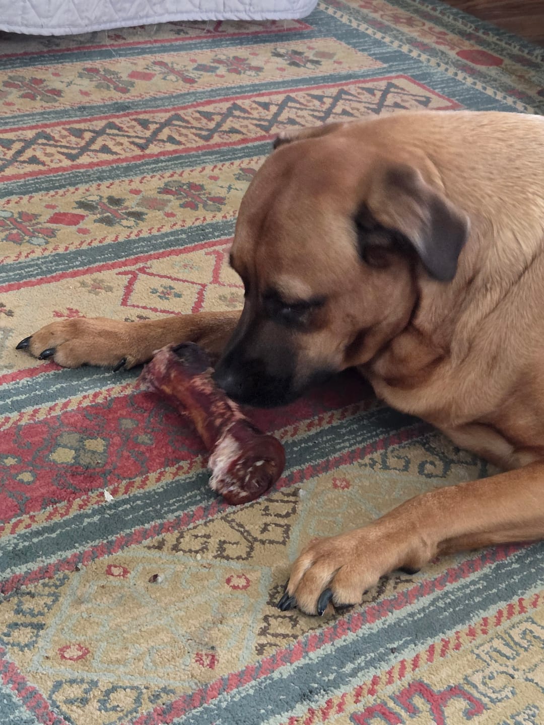 Customer photo review of Large Dog Black Friday Bundle (Your 12oz Jerky+2 Large Bones+12" Hick. Bully)