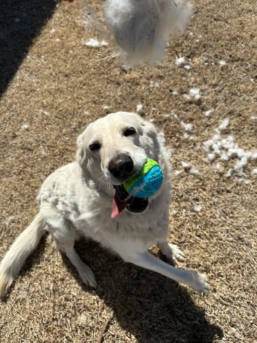 Perro con pelota junto al pelo retirado