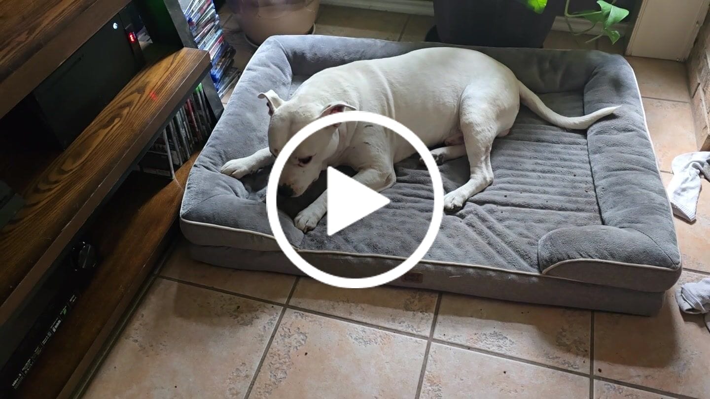 Customer video review of Ostrich Knuckle (Medium – 4" x 3"): The Perfect Chew for Small to Medium Dogs & Sensitive Stomachs