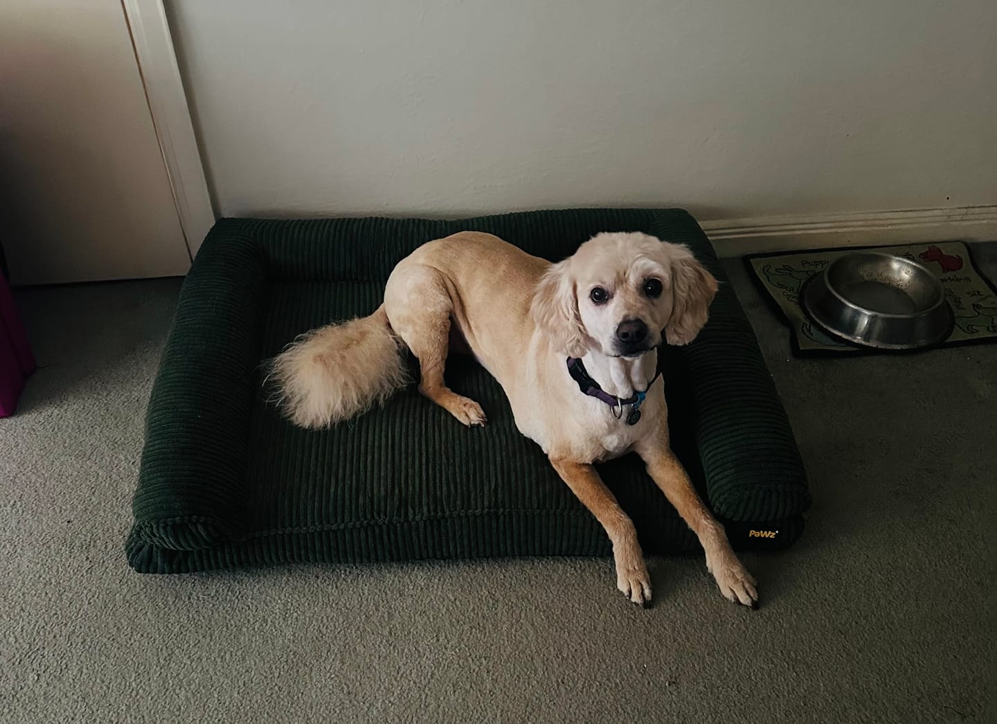 Customer photo review of Pet Bed Non Slip Dog Mat Orthopedic Sofa  Cushion Washable Removable