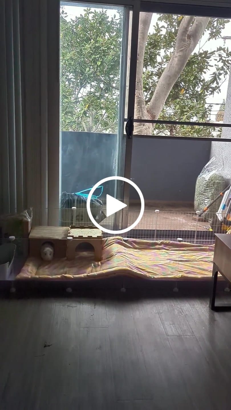 Customer video review of 6x2 C&C Guinea Pig Cage with Loft