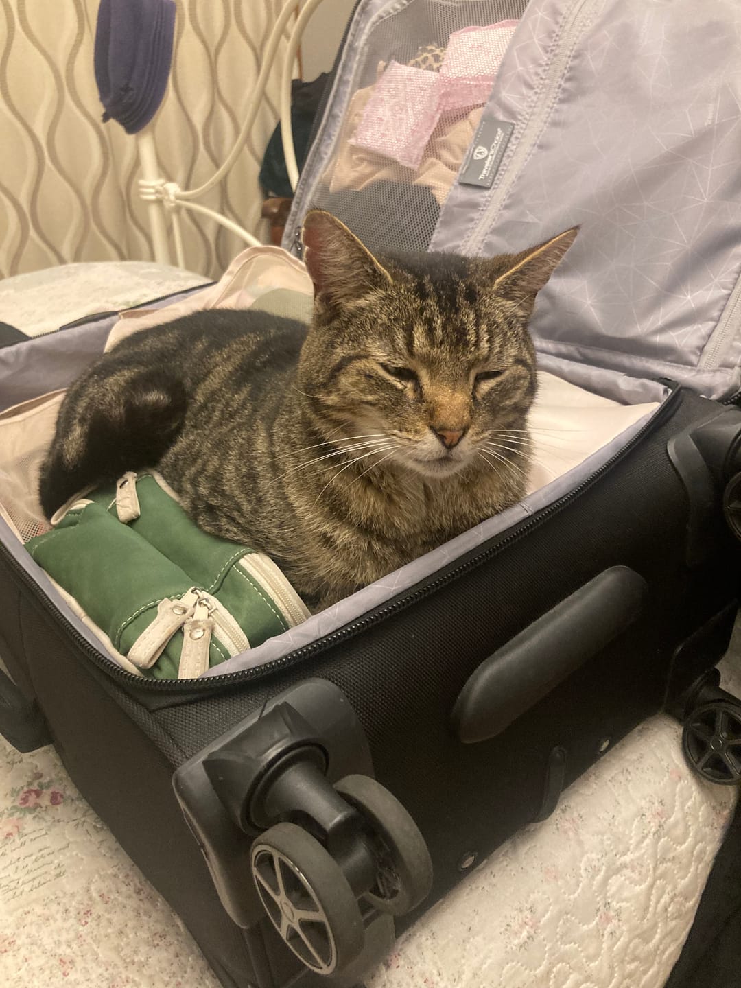 Customer photo review of Revolution PLUS for Medium Cats 2.5-5kg