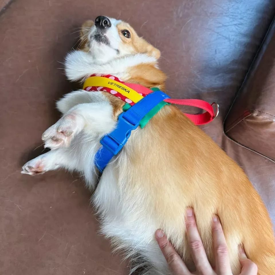 Customer photo review of Chroma Pet Harness & Leash Set (Red)