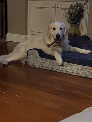Golden Retriever tumbado