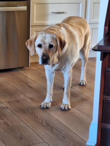 Labrador sobre suelo de madera