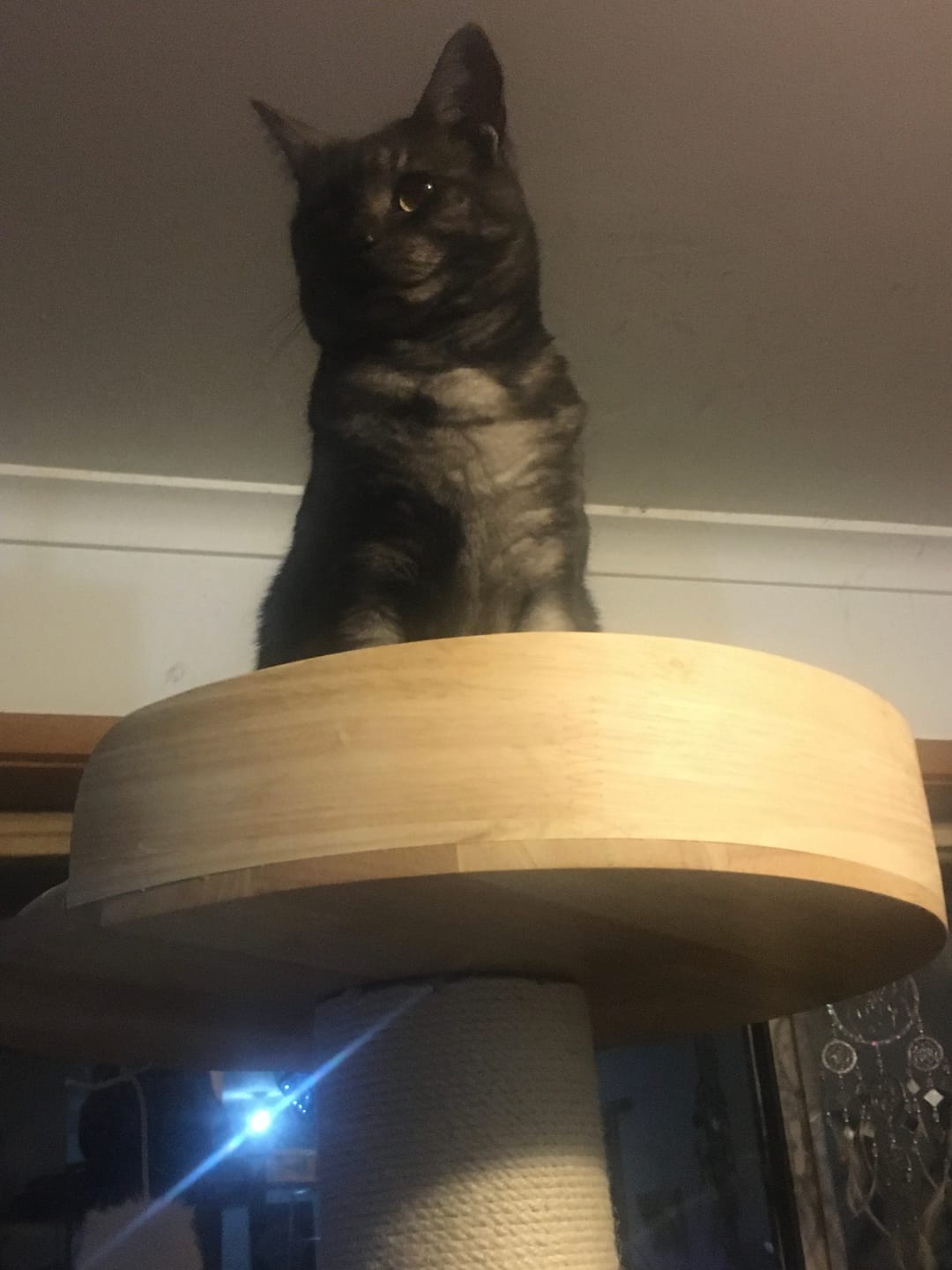 Customer photo review of Solid Wood Multi-Level Cat Tower - 183cm
