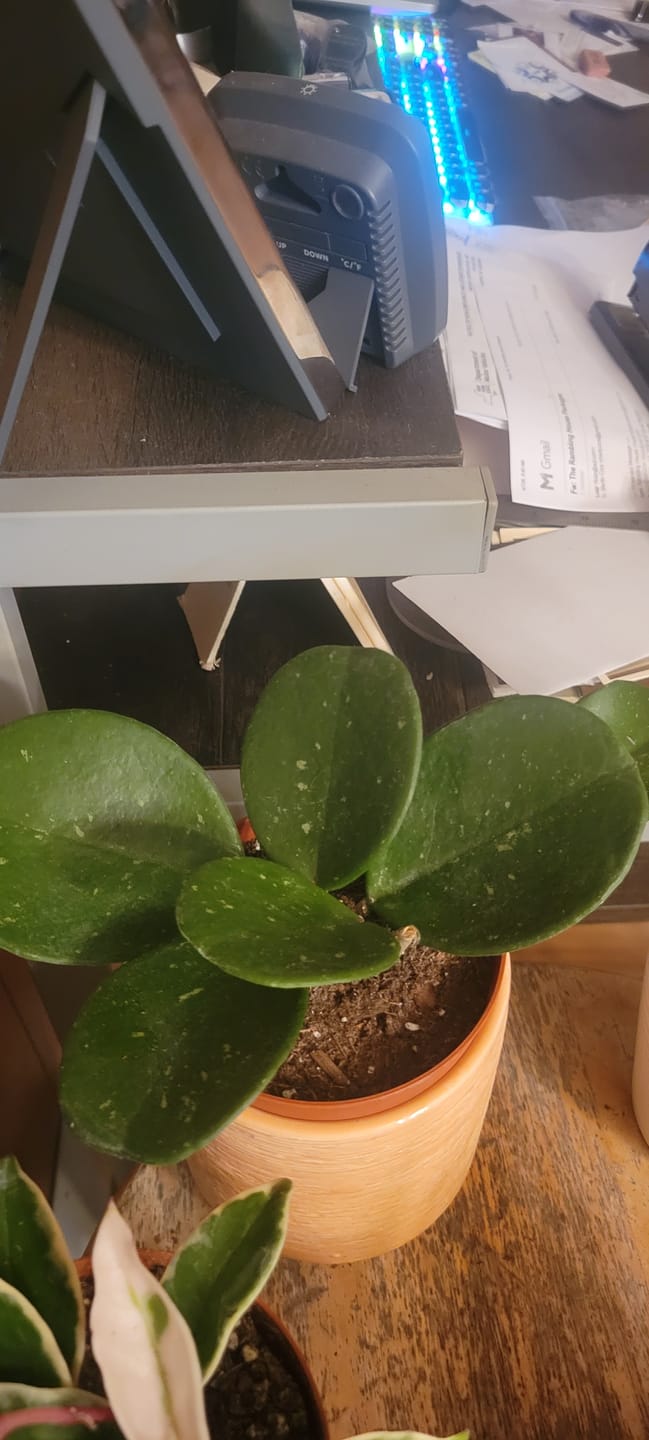 Customer photo review of Hoya obovata