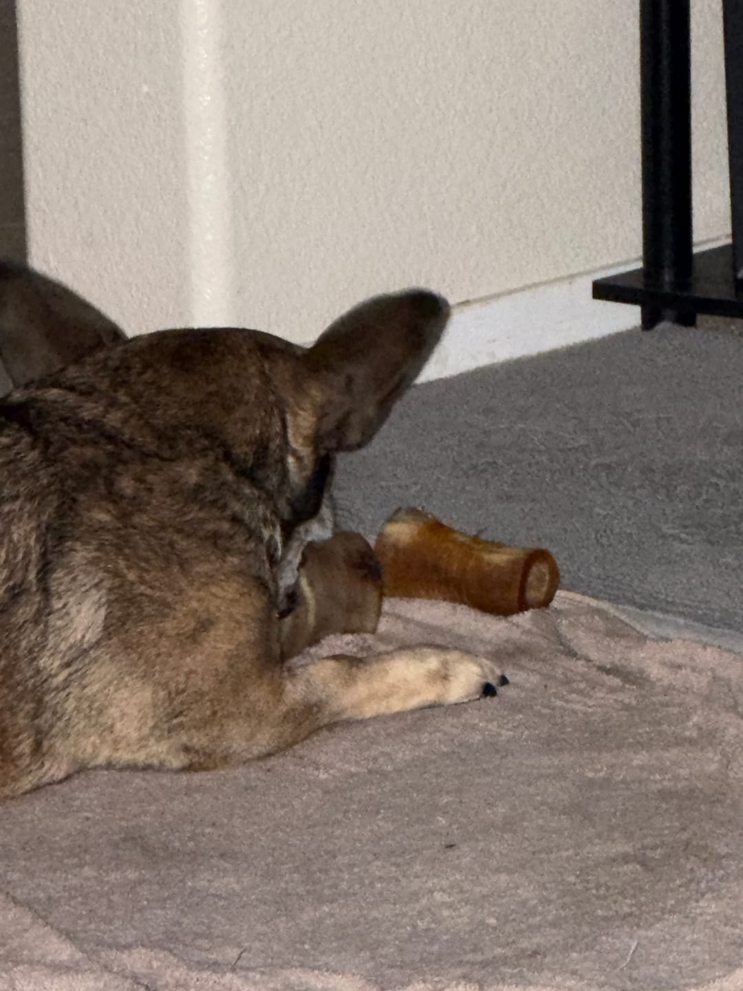 Customer photo review of Erik's Mystery Chew or Treat