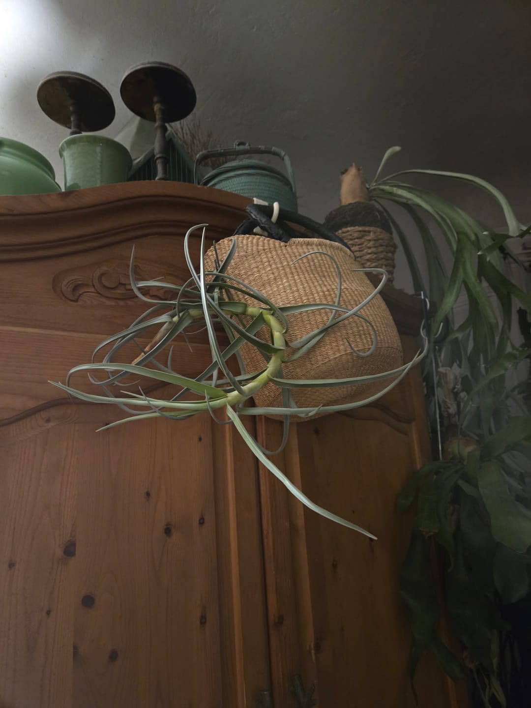 Customer photo review of Duratii Thick Leaf Giant Form  SALE!!!