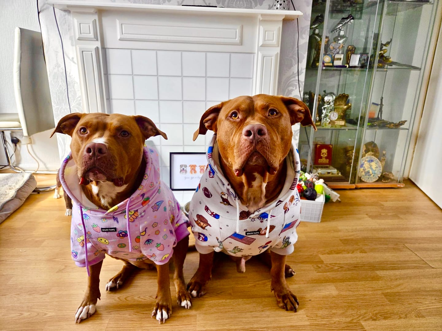 Customer photo review of The USA Dog Hoodie - Grey
