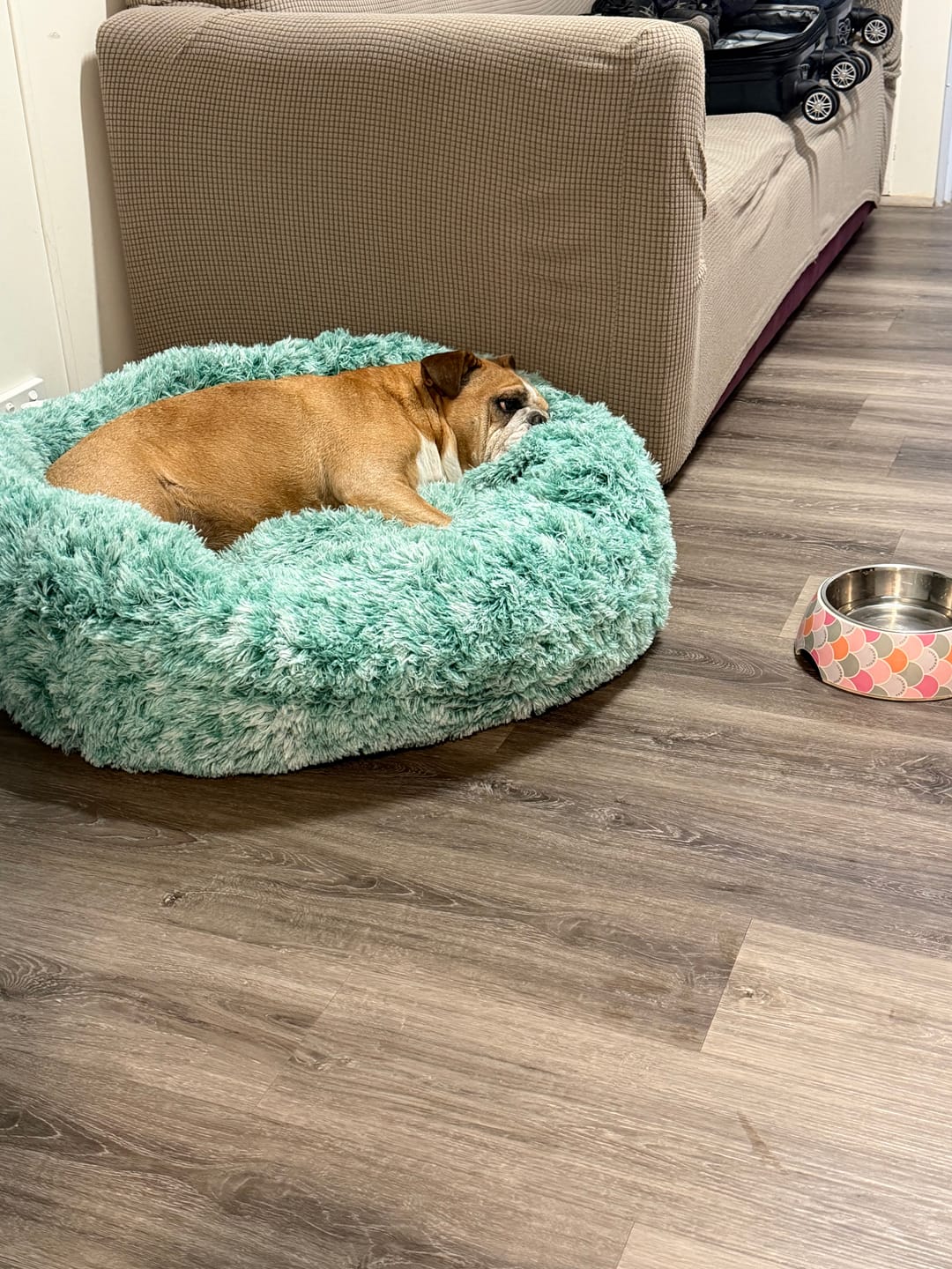 Customer photo review of Calming Pet Bed with Removable Cover