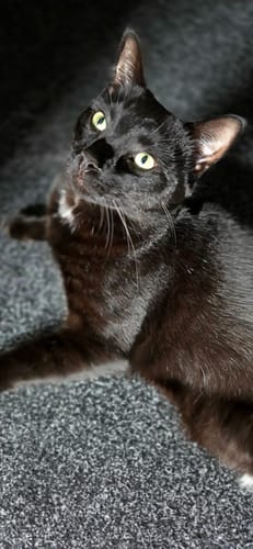 Gato negro sobre la alfombra