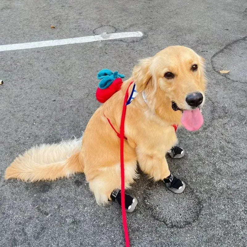 Customer photo review of Strawberry Pet Backpack & Harness 3 in 1 Set