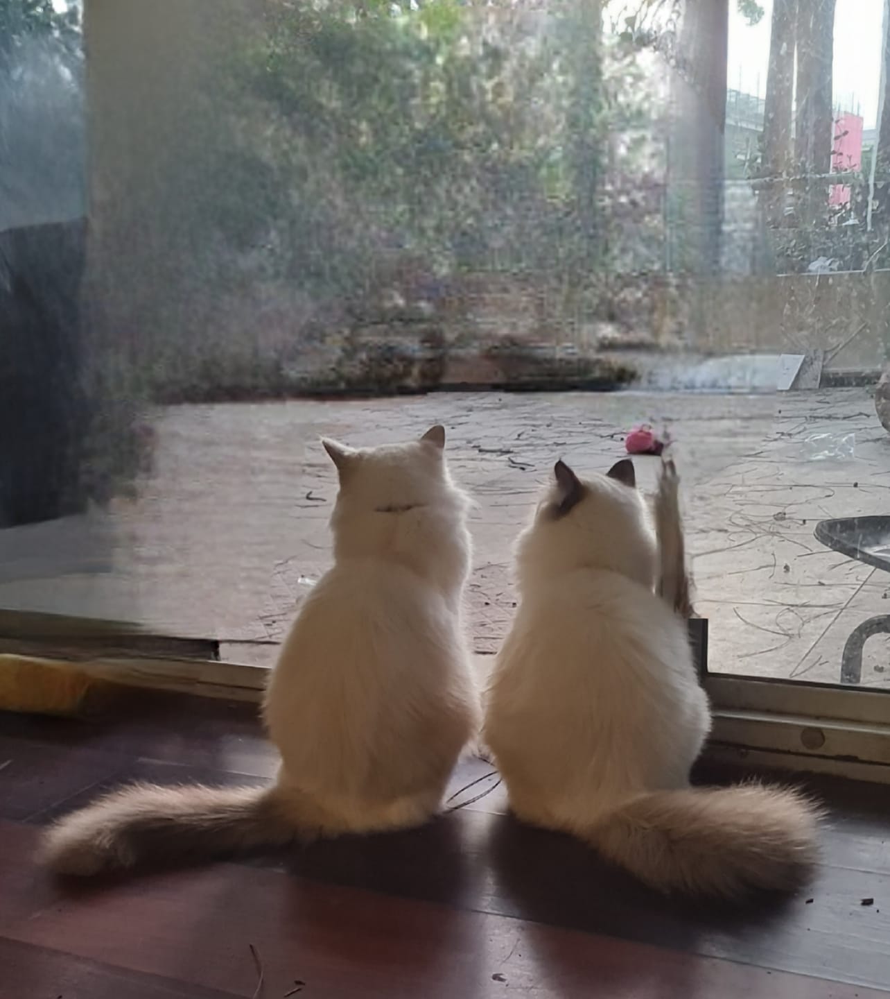 Customer photo review of Michu Tofu Cat Litter Gen3 6L- Dust-Free and Natural Clumping Tofu-Based Formula for Easy Cleanup