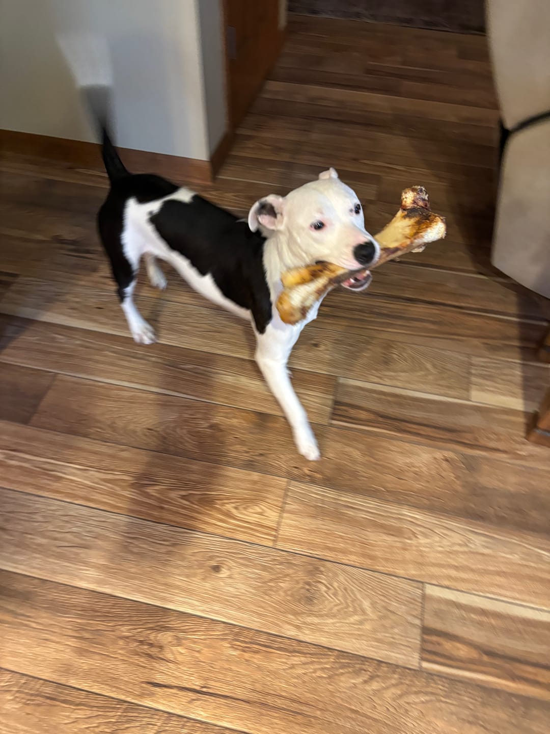Customer photo review of Ostrich Hip Bone (12" x 5"x 3”): The Durable, Flavor-Packed Chew for Medium & Large Dogs