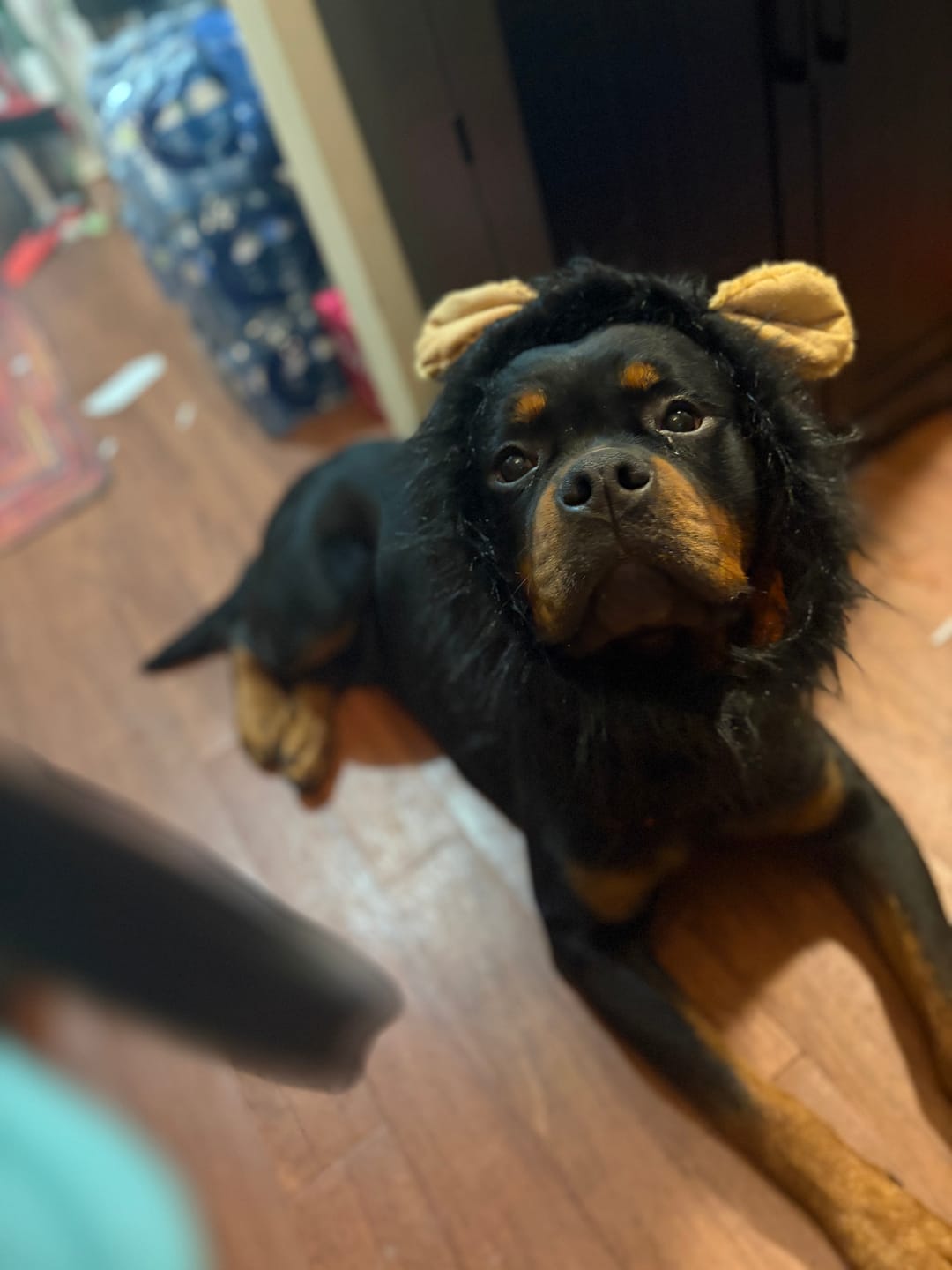 Customer photo review of 12 Inch Jumbo Braided Bully Stick