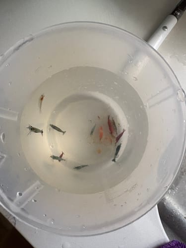 Customer's newly arrived Mixed High Grade Neocaridina Shrimp swimming in a clear container.