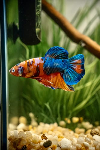 Customer's colorful King Giant Plakat Betta Fish with blue and orange scales swimming in an aquarium.