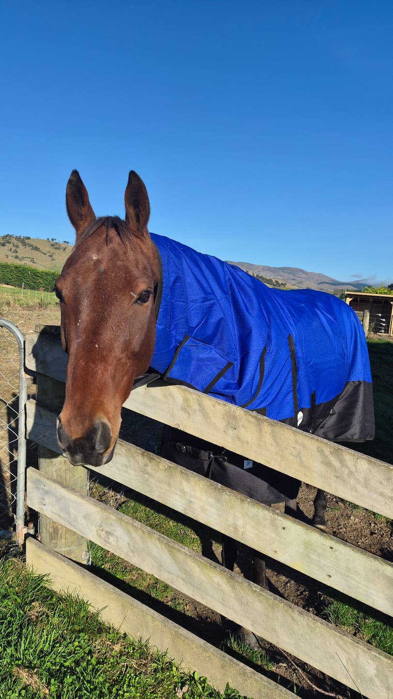 Customer photo review of NZ Tack Duke 1200D Combo