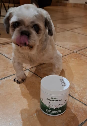 Le chien d'un client se léchant les babines à côté du pot de Complément articulations (poulet).
