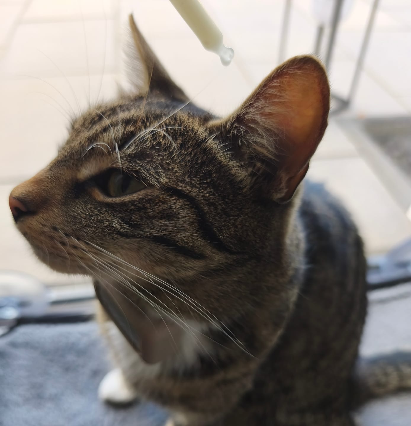 Customer photo review of Zpot-on für Katzen gegen Zecken, Flöhe, Milben & Mücken [Jahresvorrat]