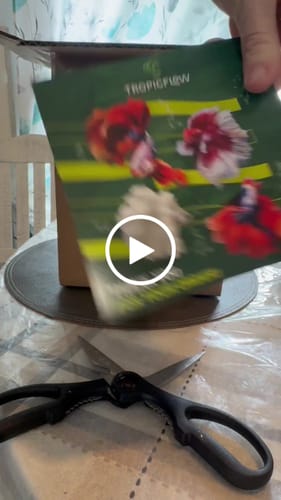 Customer video review of Multicolor Halfmoon Male Betta Fish | Order Directly From Farm | You Pick Fish