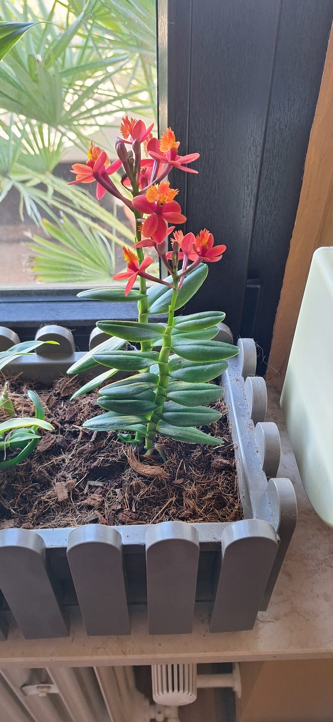 Customer photo review of Epidendrum Nordic Fire Dauerblüher mit orange-roten Blüten und 1 Rispe
