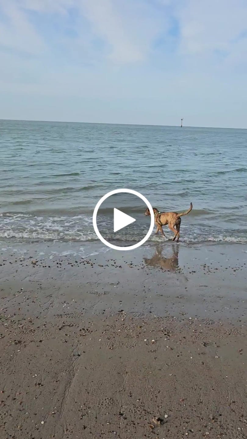 Customer video review of Wurmtest Basic Hund